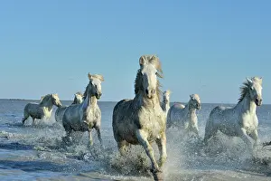 Saddle: Camargue horse - Camargue