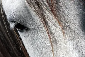 Saddle: Camargue horse detail - Camargue - France