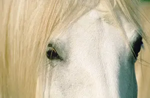 Hans D Dossenbach: Camargue Horse - close-up of face