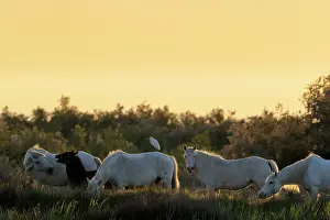 Bubulcus: Horse