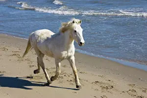 Tetrapod: Camargue horse (Equus caballus), running on the