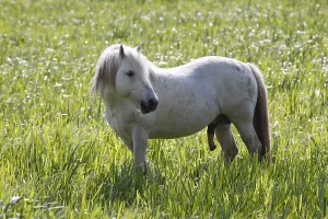 Organs: Camargue horse erect in a wetland France