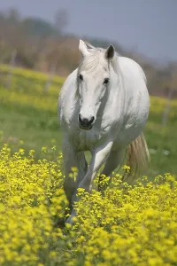 Produces: Camargue horse in a field of Oilseed Rape in flower France