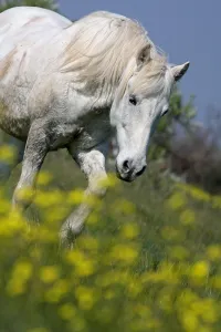 Produces: Camargue horse in a field of Oilseed Rape in flower France