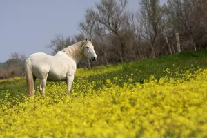 Produces: Camargue horse in a field of Oilseed Rape France