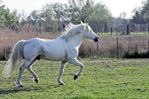 Maries: Camargue Horse - in field - Saintes Maries de la Mer