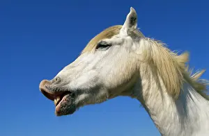 Curling: Camargue Horse - Flehmen'. Lip curling