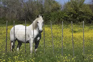 Piles: Camargue horse in a flowery meadow RNP Camargue France
