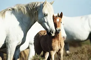 Touching: CAMARGUE HORSE & FOAL