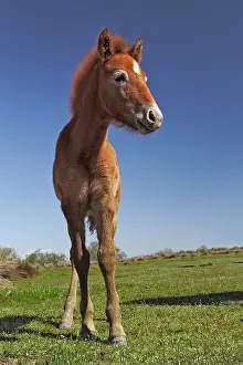 Turn: Camargue horse foal, born dark and turn