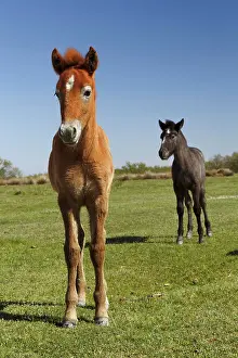 Turn: Camargue horse foal, born dark and turn