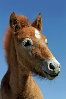Turn: Camargue horse foal, born dark and turn