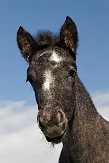 Turn: Camargue horse foal, born dark and turn