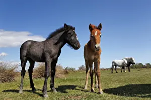 Turn: Camargue horse foal, born dark and turn