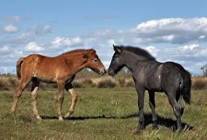 Turn: Camargue horse foal, born dark and turn