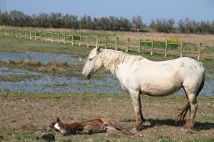 Chestnuts: Camargue horse and foal lying