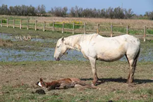 Chestnuts: Camargue horse and foal lying