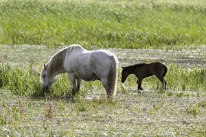 Mares: Camargue horse and its foal in meadow Normandy France