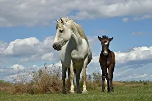 Stallion: Camargue horse foal with mother, Camargue