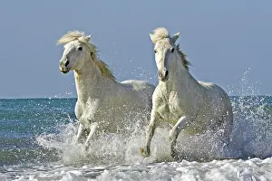 Gallop: Camargue Horse Galloping on Beach, Saintes Maries