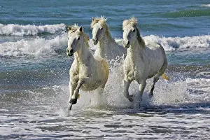 Gallop: Camargue Horse Galloping on Beach, Saintes Maries