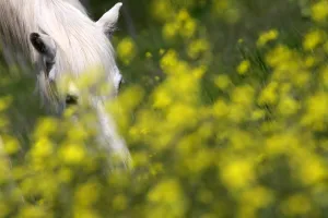 Unsharp: Camargue horse grazing in a field of Oilseed Rape France