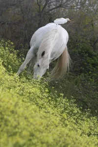 Produces: Camargue horse grazing in a field of Oilseed Rape France