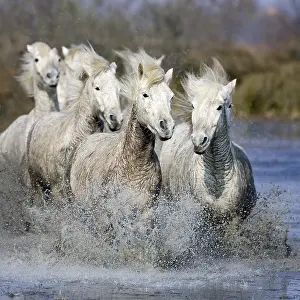 Sport: Camargue horse, herd in the marsh, Saintes Marie de la Mer