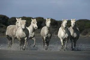 Spatter: Camargue Horse herd running through shallow water France