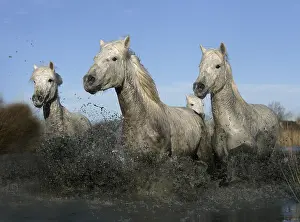 Spatter: Camargue Horse herd running through shallow water France