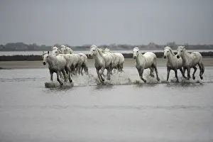 Spatter: Camargue Horse herd running through shallow water France