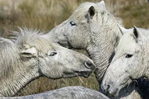 Warmblood: Camargue Horse, Herd standing in Swamp, Saintes