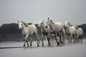 Trotting: Camargue Horse herd trotting through shallow water France