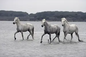 Spatter: Camargue Horse herd trotting through shallow water France