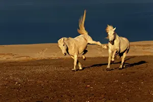 Kicking: Camargue Horse kicking another horse while