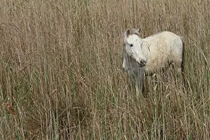 Saddle: Camargue horse in middle of reeds in Camargue - France