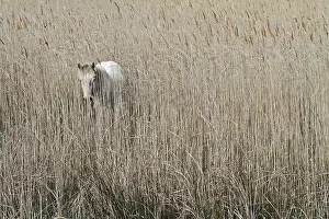 Monocotyledones: Camargue horse in a mire Camargue NRP France