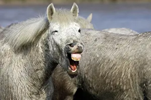 Neighing: Camargue Horse - with mouth open