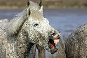 Neighing: Camargue Horse - with mouth open