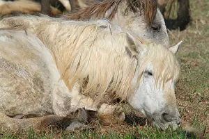 Bedtime: Camargue horse at rest