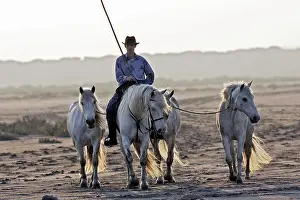 Maries: Camargue Horse and rider - Saintes Maries de la mer