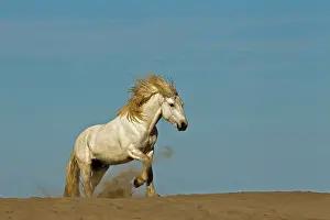 Kicking: Camargue horse running over beach dune at