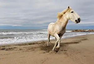 Stallion: Camargue horse running along beach, southern