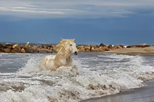 Stallion: Camargue horse running out of surf, southern