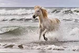 Stallion: Camargue horse running out of surf, southern