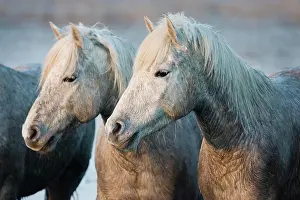 Marie: CAMARGUE HORSE, SAINTES MARIE DE LA MER IN THE SOUTH