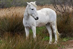 Marshy: Camargue horse standing in marshy wetland