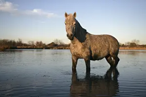 Camarguais: Camargue Horse standing in shallow water France