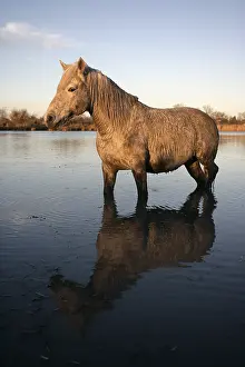 Camarguais: Camargue Horse standing in shallow water France