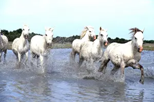 Splashing: CAMARGUE HORSE - x five gallop through water